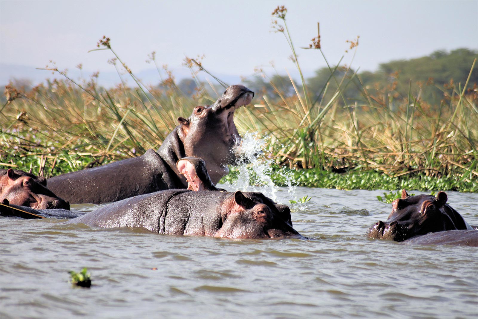 hippos africa