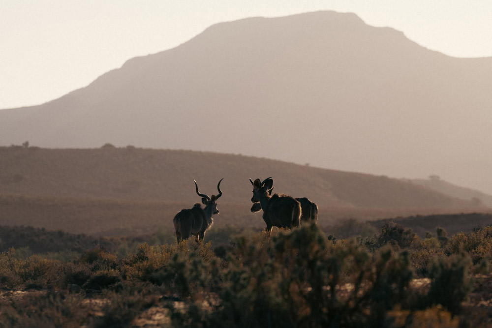 Mont Eco Game Reserve